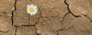 daisy growing in the scorched earth shows resiliency